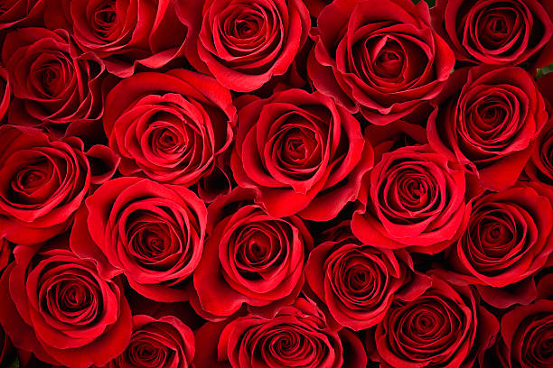 The Ultimate Guide to the Best Red Valentine's Day Roses